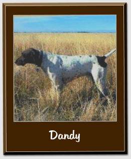 Dandy