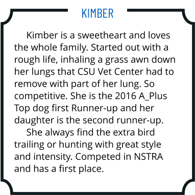 Kimber is a sweetheart and loves the whole family. Started out with a rough life, inhaling a grass awn down her lungs that CSU Vet Center had to remove with part of her lung. So competitive. She is the 2016 A_Plus Top dog first Runner-up and her daughter is the second runner-up.      She always find the extra bird trailing or hunting with great style and intensity. Competed in NSTRA and has a first place. Kimber