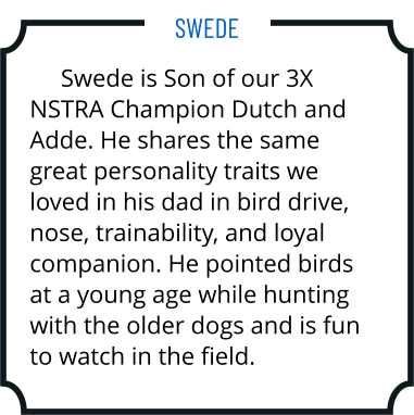 Swede is Son of our 3X NSTRA Champion Dutch and Adde. He shares the same great personality traits we loved in his dad in bird drive, nose, trainability, and loyal companion. He pointed birds at a young age while hunting with the older dogs and is fun to watch in the field. Swede