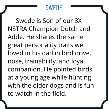 Swede is Son of our 3X NSTRA Champion Dutch and Adde. He shares the same great personality traits we loved in his dad in bird drive, nose, trainability, and loyal companion. He pointed birds at a young age while hunting with the older dogs and is fun to watch in the field. Swede