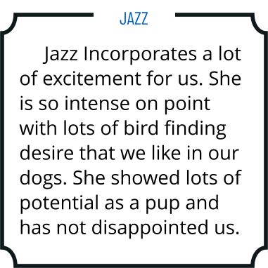 Jazz Incorporates a lot of excitement for us. She is so intense on point with lots of bird finding desire that we like in our dogs. She showed lots of potential as a pup and has not disappointed us. Jazz