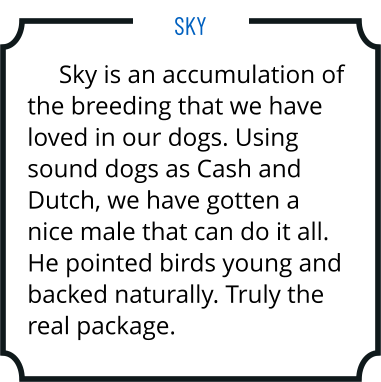 Sky is an accumulation of the breeding that we have loved in our dogs. Using sound dogs as Cash and Dutch, we have gotten a nice male that can do it all. He pointed birds young and backed naturally. Truly the real package. Sky