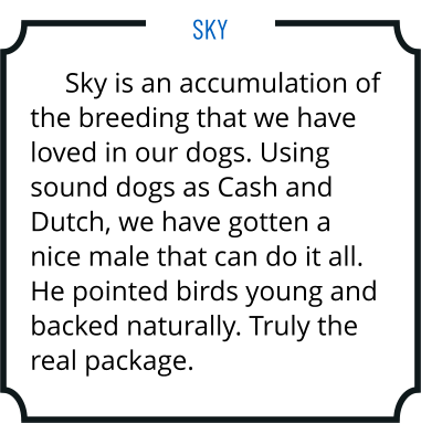 Sky is an accumulation of the breeding that we have loved in our dogs. Using sound dogs as Cash and Dutch, we have gotten a nice male that can do it all. He pointed birds young and backed naturally. Truly the real package. Sky