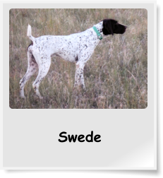 Swede