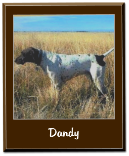 Dandy