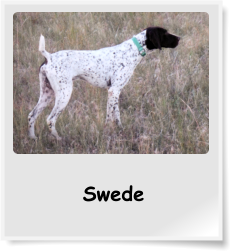 Swede