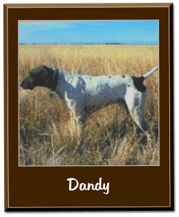 Dandy